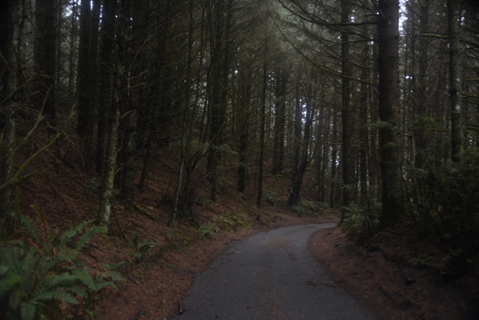 road darkened by trees
